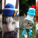 Illustration for article titled These Animals Need to Check Their Tiny Animal Hat Privilege